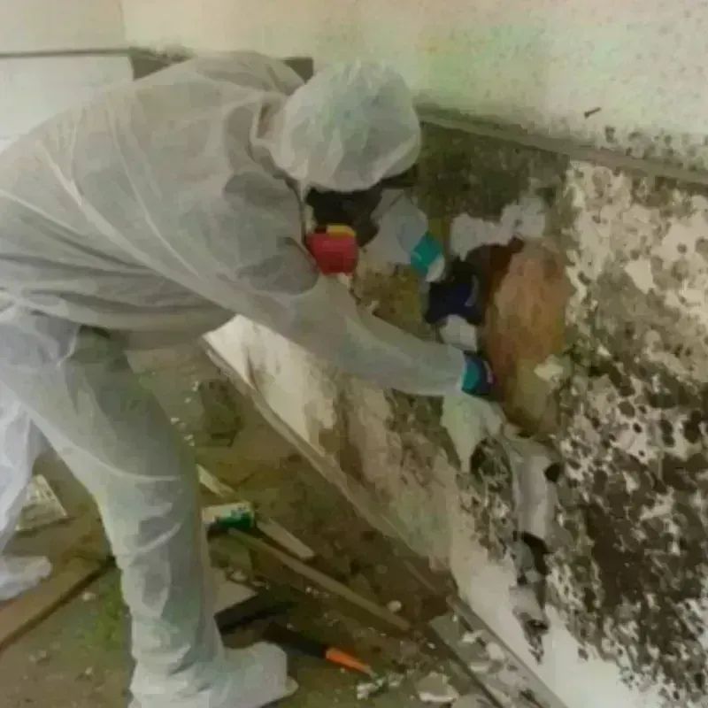 Mold Remediation and Removal in National City, CA